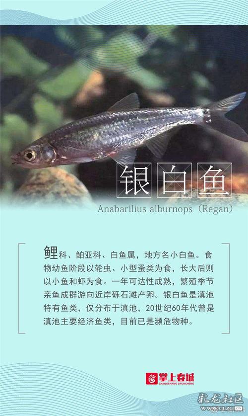 2025新澳门历史开奖查询和云南滇池现鱼跳龙门与滇池跳水