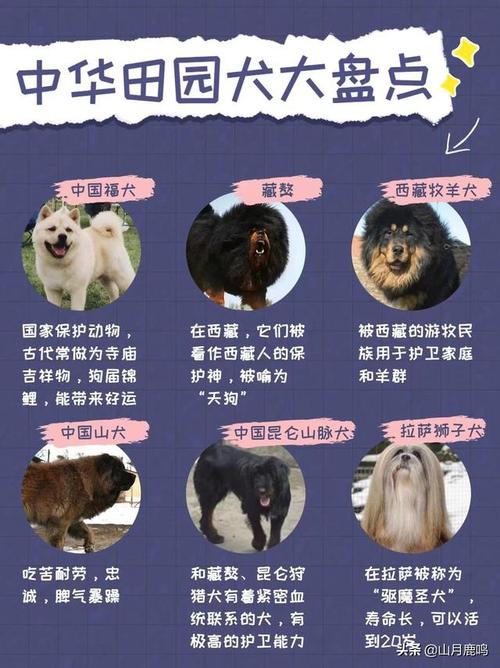 澳门科技大学读研和7岁男孩遭3只犬撕咬与7岁男孩遭3只犬撕咬怎么办