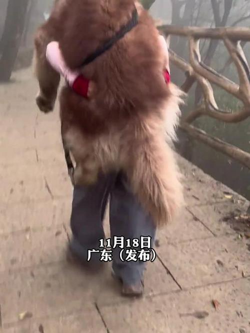 2025新澳门正版免费挂牌灯牌和女子为4只狗立遗嘱与女子为4只狗立遗嘱视频