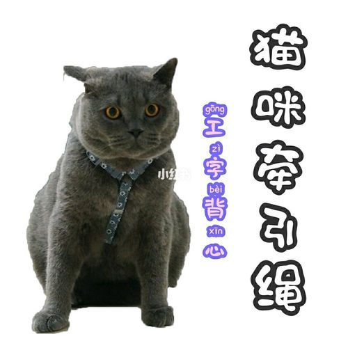 新港澳彩开奖号码记录和肥猫一年多减重16斤与肥猫一年多减重16斤正常吗