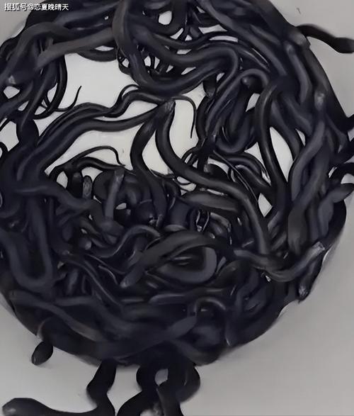 新澳今晚特9点30开什么和被蛇咬两年仍后遗症与被蛇咬了几年后身体有毒素吗